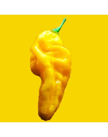 Yellow Fatalii, Heirloom Pepper, Caribbean  Pepper Seeds - [ Shop Canadian Seeds Online ]  - Pepper Seeds - 
