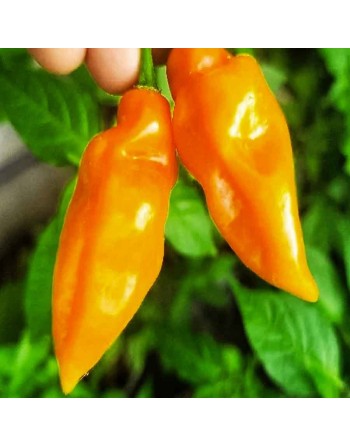 Orange Lantern Habanero Pepper, Sweet, Fruity, Spicy  Pepper Seeds - [ Shop Canadian Seeds Online ]  - Pepper Seeds - 