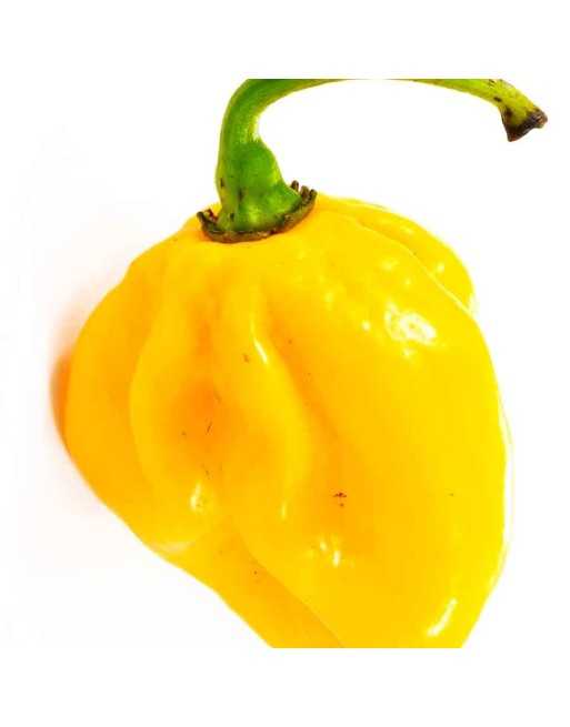 Lemon Yellow Habanero  Pepper Seeds - [ Shop Canadian Seeds Online ]  - Pepper Seeds - 