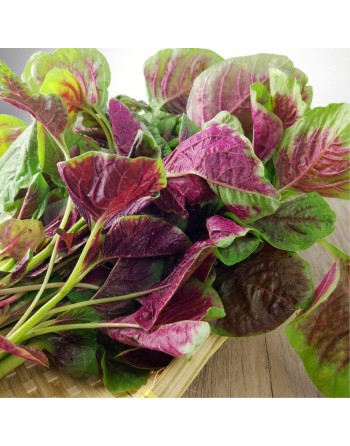 Red & Green Callaloo, Hu Sien Amaranth, Caribbean Callaloo Seeds, Tricolour - [ Shop Canadian Seeds Online ]  - Amaranth - 