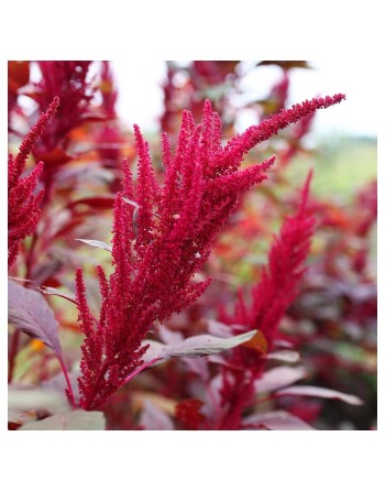 Red Garnet Amaranth Seeds, Mexico - [ Shop Canadian Seeds Online ]  - Amaranth - 