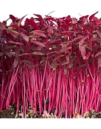 Red Garnet Amaranth Seeds, Mexico - [ Shop Canadian Seeds Online ]  - Amaranth - 