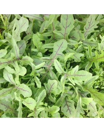 Dragon's Fire Arugula, Red Stem, Serrated, Wild, English Arugula Seeds - [ Shop Canadian Seeds Online ]  - Arugula - 