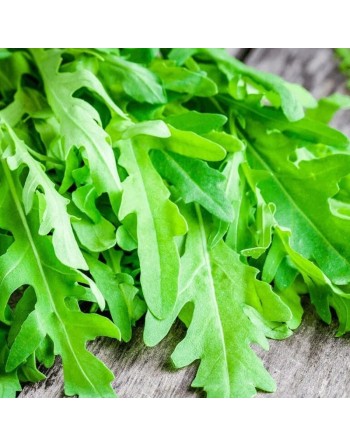 Wildfire Rocket Arugula, Serrated Rocket Seeds - [ Shop Canadian Seeds Online ]  - Arugula - 