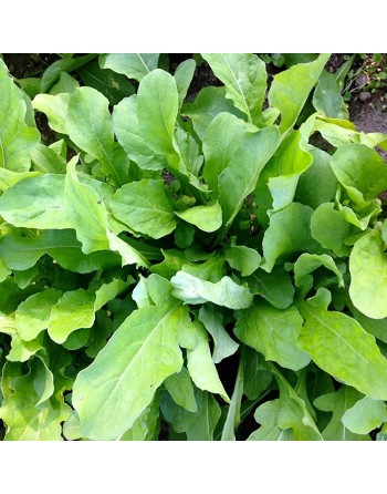 Organic Astro Specialty Heirloom Arugula - [ Shop Canadian Seeds Online ]  - Arugula - 