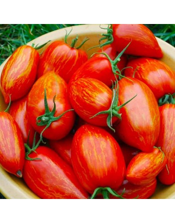Speckled / Striped Roma Tomato, Paste Tomato Seeds, Plum, Heirloom - [ Seed2Go.ca ] - [Seed Packets] - Tomato Seeds - 