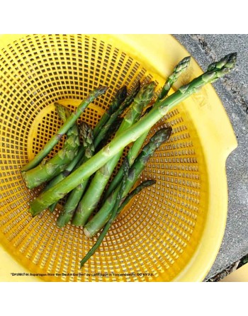 Old Fashioned Mary Washington Asparagus Seeds, Vegetables - [ Seed2Go.ca ] - [Seed Packets] - Asparagus - 