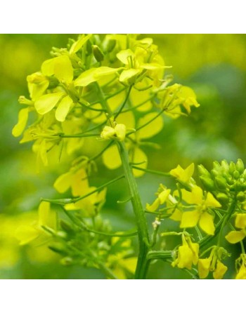 White Mustard Seeds, Dijon Mustard, Moustarde - [ Shop Canadian Seeds Online ]  - Vegetable Seeds - 