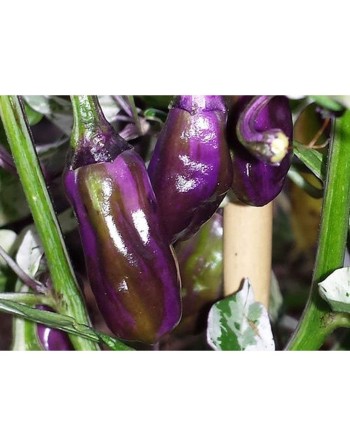 Purple Tiger Pepper Chilli, North American, Pepper Seeds - [ Shop Canadian Seeds Online ]  - Pepper Seeds - 