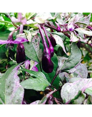 Purple Tiger Pepper Chilli, North American, Pepper Seeds - [ Shop Canadian Seeds Online ]  - Pepper Seeds - 