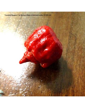 Red Carolina Reaper, Worlds Champion Hottest Pepper in the World, Rocky Balboa!  Pepper Seeds - [ Shop Canadian Seeds Online ]  