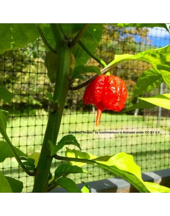 Red Carolina Reaper, Worlds Champion Hottest Pepper in the World, Rocky Balboa!  Pepper Seeds - [ Shop Canadian Seeds Online ]  