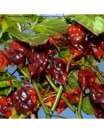 Purple Carolina Reaper, Worlds Champion Hottest Pepper in the World, Rocky Balboa! Pepper Seeds - [ Seed2Go.ca ] - [Seed Packets