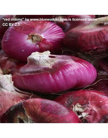 Spicy Red Creole Onion, South American, Cajun Flavor Onion Seeds - [ Shop Canadian Seeds Online ]  - Onion - 