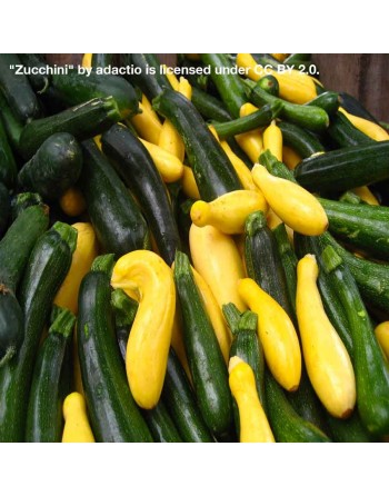 Golden Bright Yellow Zucchini, Organic, Summer Squash, Golden Zucchini - [ Shop Canadian Seeds Online ]  - Zucchini - 
