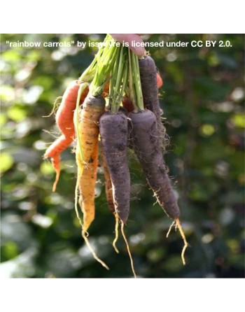 Premium Rainbow Carrots, Mix, Blend of Colored Carrots - [ Shop Canadian Seeds Online ]  - Carrot - 
