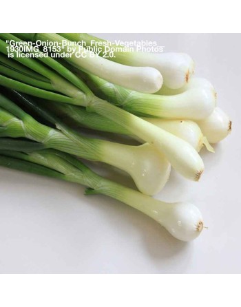 Onion Tokyo White Lisbon Bunching Onion Seeds, Organic - [ Shop Canadian Seeds Online ]  - Onion - 