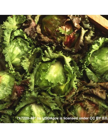 Great Lakes Iceberg Lettuce Seeds, Heirloom, Crisphead Lettuce - [ Shop Canadian Seeds Online ]  - Lettuce - 