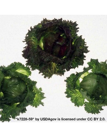 Organic Iceberg Lettuce Pellet Seeds, Crisphead Lettuce - [ Shop Canadian Seeds Online ]  - Lettuce - 