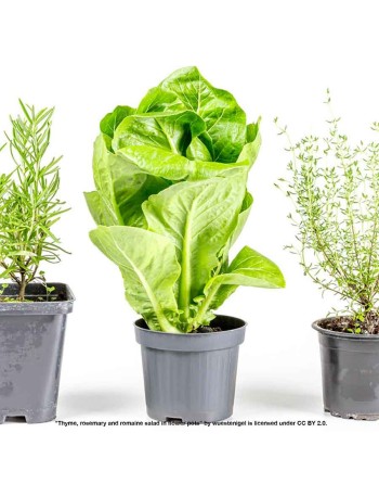 Green Romaine Lettuce Seeds, Romana D'inverno - [ Shop Canadian Seeds Online ]  - Lettuce - 