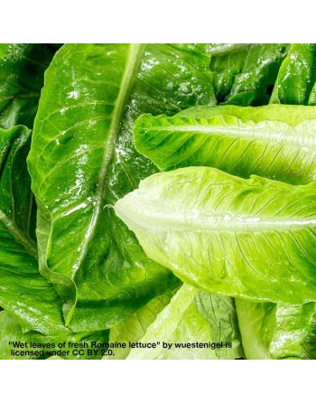 Organic Mezquite Green Romaine Lettuce Seeds, Semi-Savoy - [ Shop Canadian Seeds Online ]  - Lettuce - 