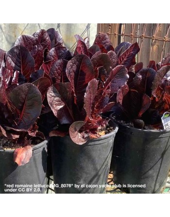 Baby Red Romaine Spring Mix Leaf, Lettuce Seeds - [ Shop Canadian Seeds Online ]  - Lettuce - 