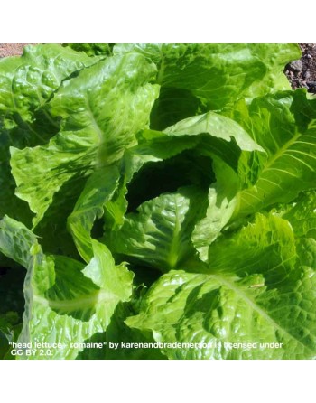 Organic Mezquite Green Romaine Lettuce Seeds, Semi-Savoy - [ Shop Canadian Seeds Online ]  - Lettuce - 