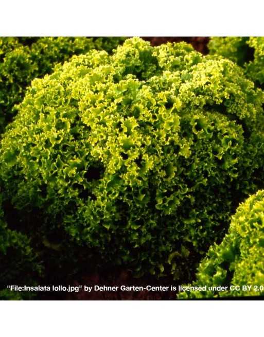 Insalata Lollo Bionda, Green Coral Italian Lettuce, Southern Silk Road Lettuce - [ Seed2Go - Canada ] - V-LBL - Lettuce