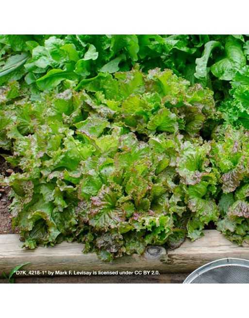 Drunken Woman Prizehead Looseleaf Lettuce, Ubriacona Frastaglia - [ Seed2Go - Canada ] - V-UFL - Lettuce