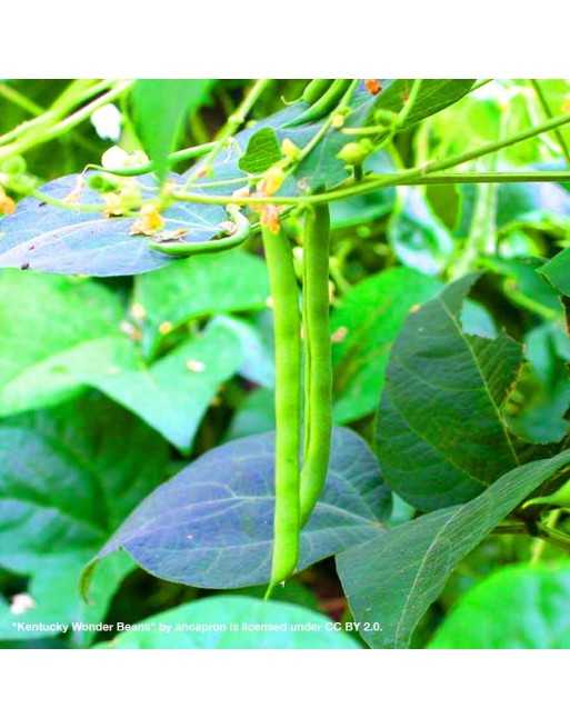 Kentucky Wonder Blue Pole Bean - [ Seed2Go - Canada ] - VB-KTW - Bean & Pea