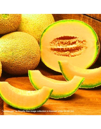 Muskmelon, Hales Best Jumbo Melon, Cantaloupe Seeds - [ Shop Canadian Seeds Online ]  - Melon - 
