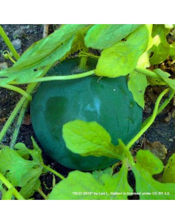 Sugar Baby Watermelon, Watermelon Seeds - [ Shop Canadian Seeds Online ]  - Watermelon - 