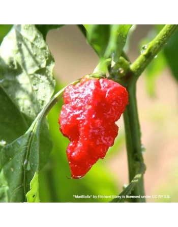 Tombstone Ghost Pepper, Bhut Jolokia, Indian Favorite,  Pepper Seeds - [ Shop Canadian Seeds Online ]  - Pepper Seeds - 