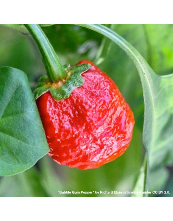 Red Treasure 7-Pot Bubble Gum Pepper, Trinidad & Tobago  Pepper Seeds - [ Shop Canadian Seeds Online ]  - Pepper Seeds - 