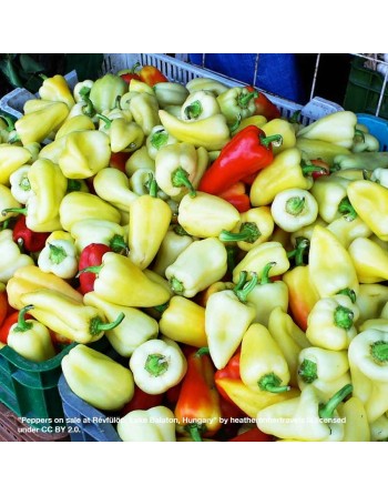 Ivory White Bell Pepper, Sweet Pepper - [ Seed2Go - Canada ] - VP-WOP - Sweet Peppers