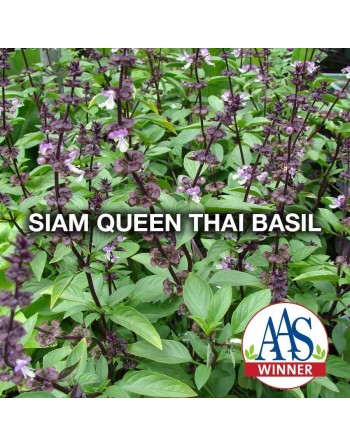 Asian Siam Queen, AAS Winner, Basil Thai Basil, Horapha, Hung Que Herb Seeds - [ Seed2Go.ca ] - [Seed Packets] - Herb Seeds - 