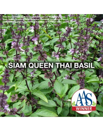 Asian Siam Queen, AAS Winner, Basil Thai Basil, Horapha, Hung Que Herb Seeds - [ Seed2Go.ca ] - [Seed Packets] - Herb Seeds - 