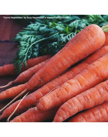 Scarlet Nantes Carrot, Long, Early Coreless Carrot Seeds - [ Shop Canadian Seeds Online ]  - Carrot - 