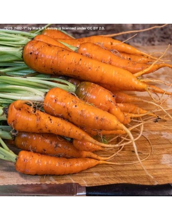 Danver's 126 Carrot, Organic, Daucus Carota Var. Sativus, Carrot Seeds - [ Shop Canadian Seeds Online ]  - Carrot - 