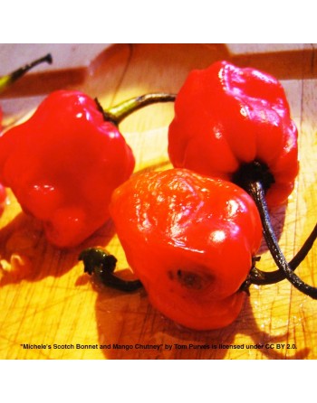 Red Scotch Bonnet, Red Pepper, Bonney Pepper, Caribbean Pepper - [ Shop Canadian Seeds Online ]  - Pepper Seeds - 