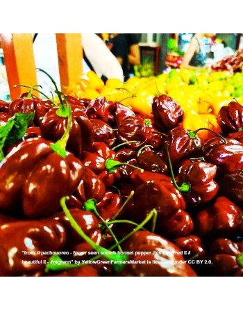 Chocolate Scotch Bonnet, Chocolate Pepper, Caribbean Pepper - [ Shop Canadian Seeds Online ]  - Pepper Seeds - 