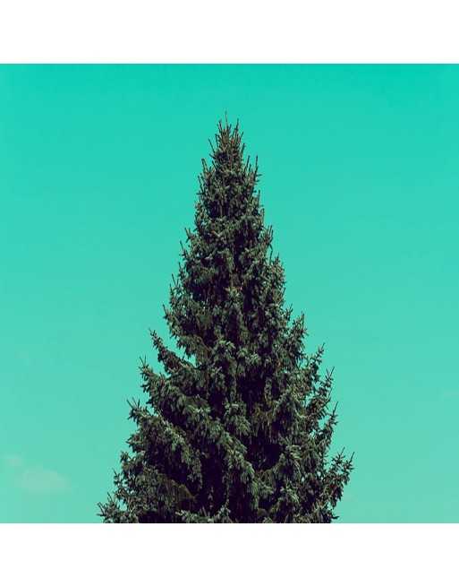 Balsam Fir Christmas Tree - [ Seed2Go - Canada ] - VT-BST - Trees