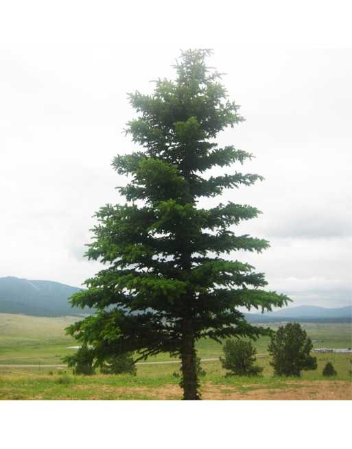 Canadian White Pine Christmas Tree - [ Shop Canadian Seeds Online ]  - Tree Seeds - 