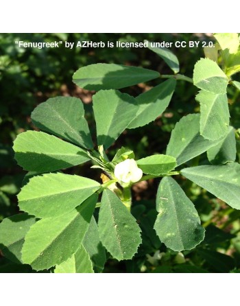 Fenugreek, Kasuri Samudra, Methi, Fenugreek Seeds, Herbs - [ Seed2Go.ca ] - [Seed Packets] - Herb Seeds - 