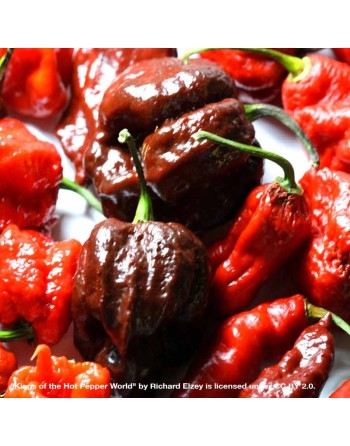 Chocolate Naga Brain Pepper, Hybrid, Brain Strain 7 & Dorset Naga,  Pepper Seeds - [ Shop Canadian Seeds Online ]  - Pepper Seed