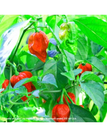 Naga Viper Red Pepper, Cobra, Trinidad Scorpion, Naga Morich & Ghost Pepper, Northeast India and Bangladesh - [ Shop Canadian Se