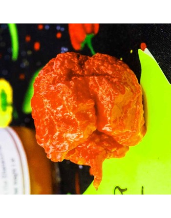 Red Carolina Reaper, Worlds Champion Hottest Pepper in the World, Rocky Balboa!  Pepper Seeds - [ Shop Canadian Seeds Online ]  