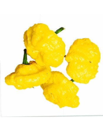 Lemon Scotch Bonnet, Lemon Citrus Flavour, Hot Pepper Seeds - [ Shop Canadian Seeds Online ]  - Pepper Seeds - 