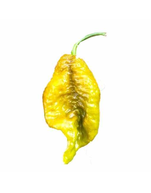 Big Mustard Mama, Naga Morich / Douglah Cross, Big Red Mama, Naga Morich / Douglah Cross, Cousin of Ghost Pepper - [ Shop Canadi