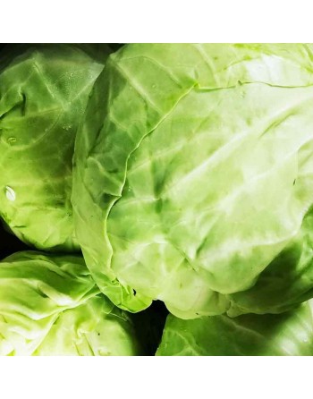 Copenhagen Market Cabbage, Cabbage Seeds - [ Shop Canadian Seeds Online ]  - Cabbage - 
